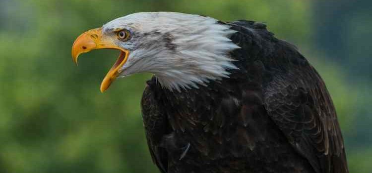new Brunswick bald eagle