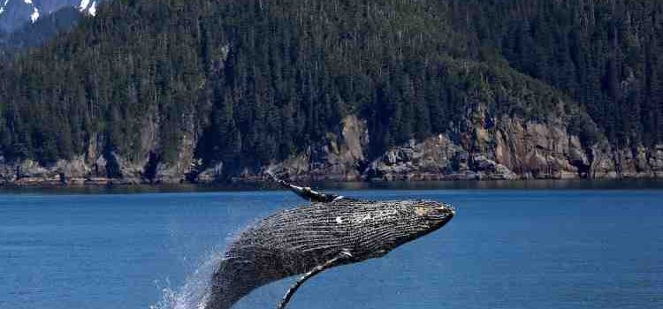 whale watching guide to canada